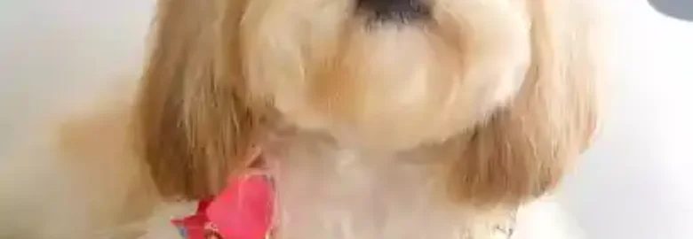 PuraVida Dog