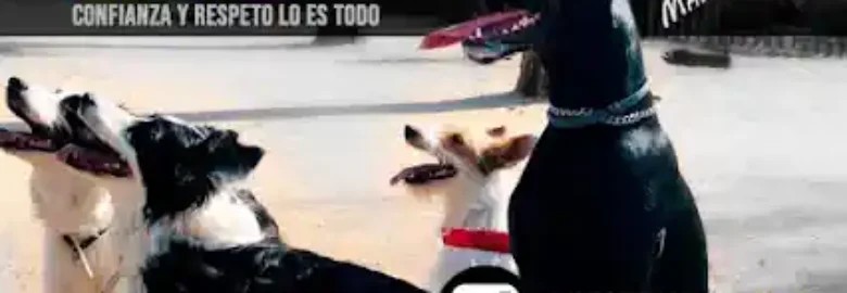 adiestradordani