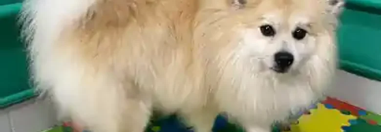 auto lavado de mascotas Copi