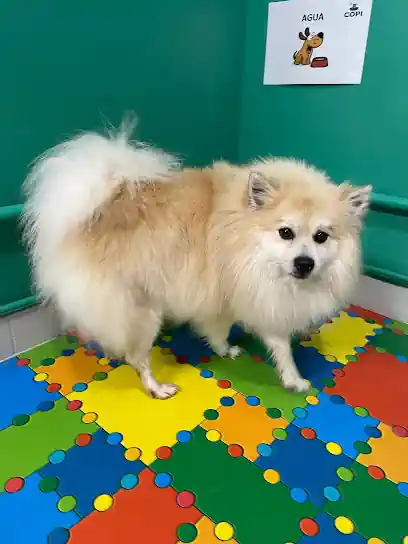 auto lavado de mascotas Copi