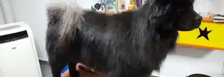autolavado y peluquería de mascotas zarpas