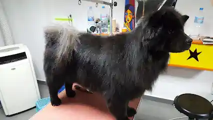 autolavado y peluquería de mascotas zarpas