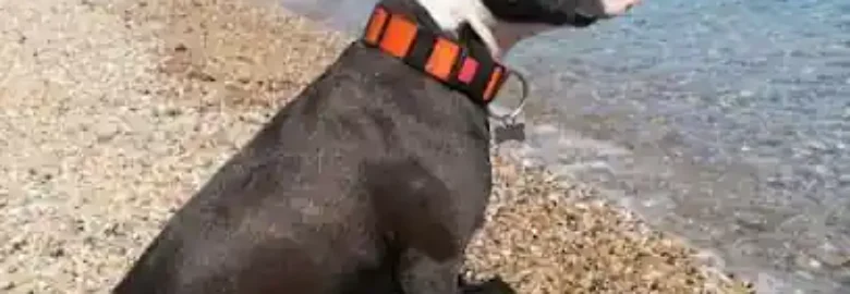 canguro de perros huellasluis