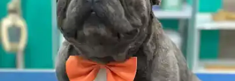 coco mascotas peluquería canina