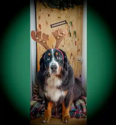 desenreDog