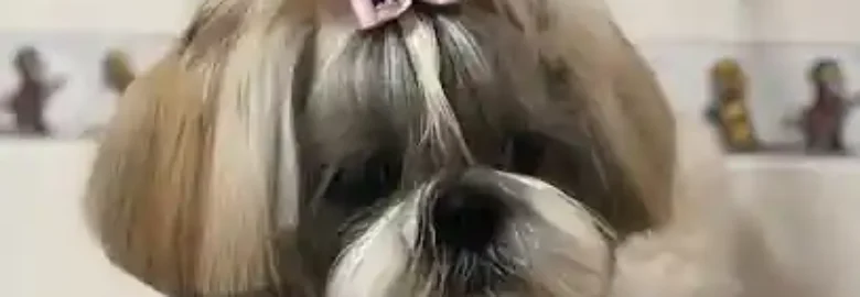 el salon canino