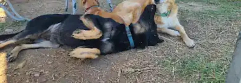 ilea educación canina
