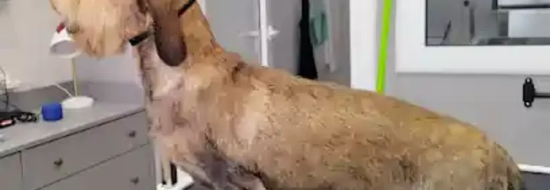 le petit dog