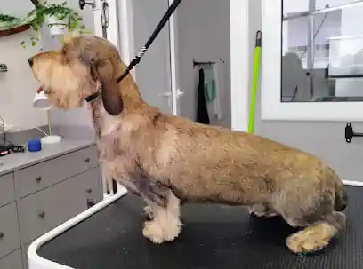 le petit dog