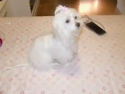 los baños de mara peluqueria canina en parla