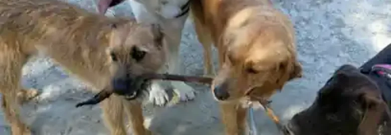 momo educación canina