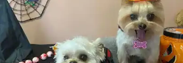 peluquería canina Ferrol house kiss