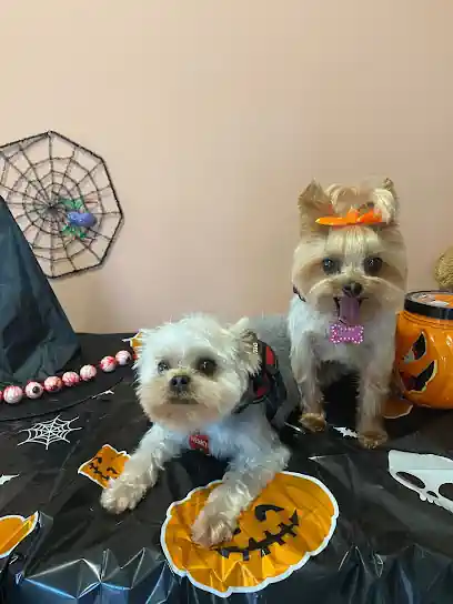 peluquería canina Ferrol house kiss