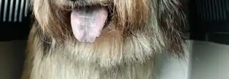 peluqueria canina tot mascota