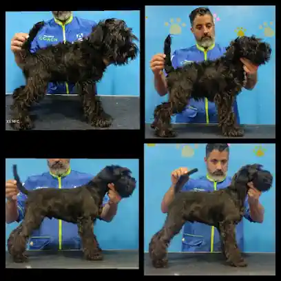 peluqueria canina y consulta veterinaria Pelos