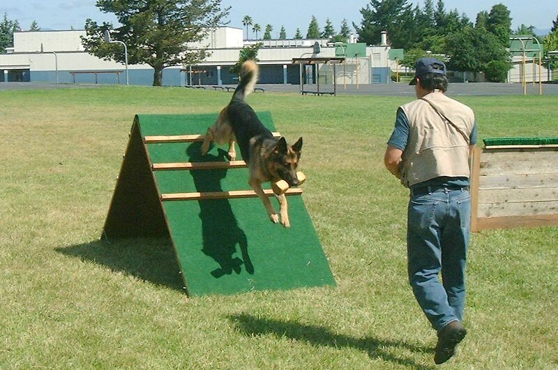 Adiestramiento canino