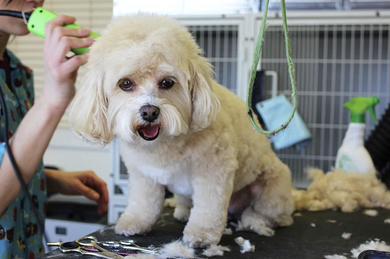 Peluquerías caninas