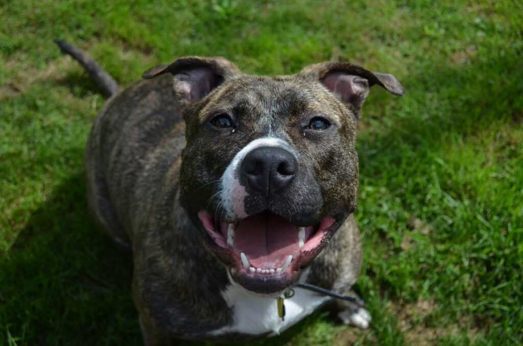 imagen de un perro feliz